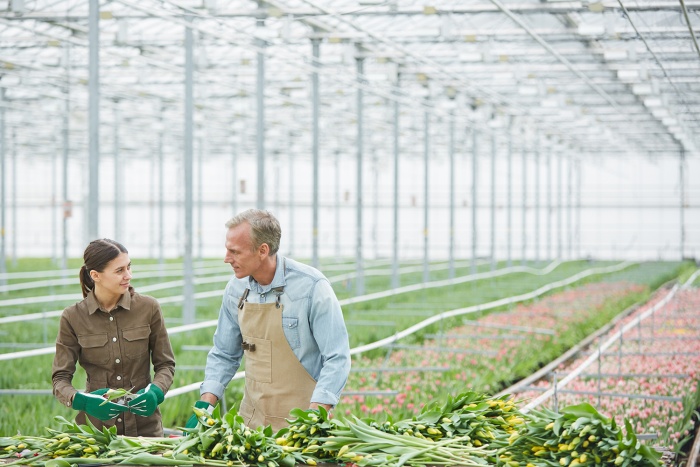 A family works in their family greenhouse