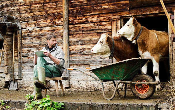 man using tablet watching over his shoulder at a pair of dairy cows